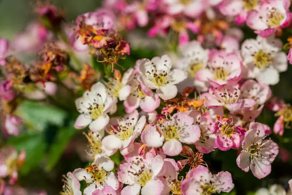 Narin pembe ve beyaz bahar çiçekleri çiçek açan bir meyve dalında birlikte toplanır. Yakın çekim makro fotoğrafçılık, doğal bir bahçede karışık erkek ve taç yaprakları yakalar.