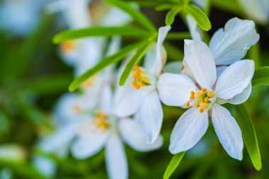 Doğal bahçe ortamında turuncu keklerle beyaz bahar çiçekleri. Sığ alan derinliği ve bulanıklığı olan küçük çiçeklerin makro fotoğrafçılığı