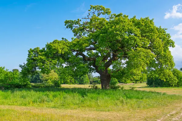 Vahşi otlar ve açık arazilerle çevrili bir park alanında antik bir meşe ağacı. Catton Park 'tan klasik İngiliz manzara fotoğrafçılığı doğal güzelliği gösteriyor.