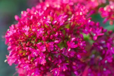 Küçük çiçekleri olan parlak pembe bir çiçek kümesi çarpıcı bir makro fotoğraf görüntüsü yaratır. Canlı morumsu yapraklar, güzel bir bokeh arka planına sahip yoğun bir çiçek düzeneği oluşturur.