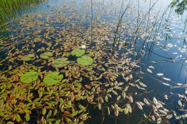 Su zambakları ve su bitkileri sakin göl yüzeyinde sazlıklarla yüzerler. Doğal sulak arazi ekosistemi çeşitli havuz bitkileri ve yansımaları sergiliyor