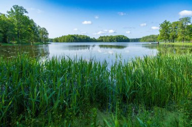 Bereketli yeşil ormanlarla çevrili sakin bir göl ve mavi bir yaz gökyüzü altında uzun kamışlarla. Saf su ile huzurlu doğal manzara bulutları ve ağaçları yansıtıyor.