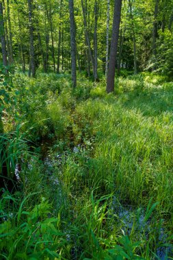 Küçük bir dere, uzun ağaçlar ve yoğun bitki örtüsüyle yemyeşil bir ormanın içinden akar. Eğreltiotları ve otlarla çevrili doğal orman deresi huzurlu bir yaz ortamında.