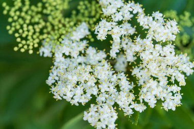 Beyaz mürver çiçekleri yeşil yapraklı arka planda narin kümeler oluştururlar. Küçük kokulu çiçekler bahar bahçesinde güzel doğal bir düzen yaratır.