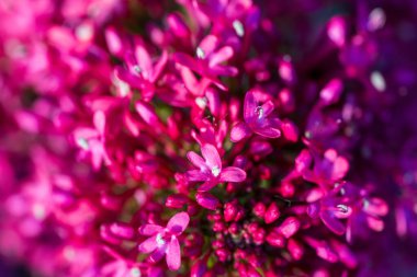 Küçük çiçekleri olan parlak pembe bir çiçek kümesi çarpıcı bir makro fotoğraf görüntüsü yaratır. Canlı morumsu yapraklar, güzel bir bokeh arka planına sahip yoğun bir çiçek düzeneği oluşturur.