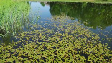 Yeşil yosunlar gölet yüzeyini çevreleyen sazlıklarla kaplarlar. Çevresel su koşullarını gösteren doğal su ekosistemi.