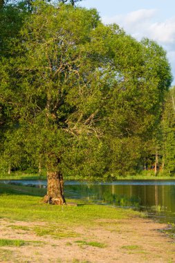 Yumuşak akşam ışığı altında sakin göl kıyısında büyüyen devasa gövdesi olan antik meşe ağacı. Güzel bir deniz manzarası. Büyüme ağacı ve sakin yansımaları var.