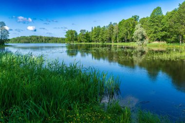 Huzurlu bir tatlı su gölü parlak mavi bir gökyüzünü ve el değmemiş bir doğal ortamda yoğun bir ormanı yansıtıyor. Bataklık çimenleri ve orman ağaçlarıyla güzel bir yaz manzarası