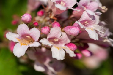 Turuncu merkezli pembe ve beyaz ağaç çiçeklerinin yakın çekimi. Narin taç yaprakları, tomurcukları ve doğal bokeh arkaplanı olan bahar çiçekleri.