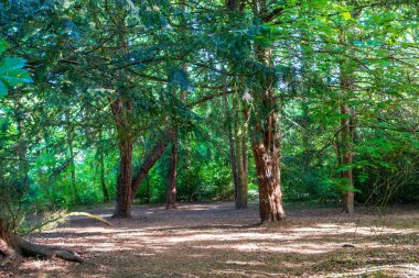 Uzun ağaçlarla kaplı huzurlu bir orman ve gölgelikten süzülen benekli güneş ışığı. Serene ormanlık yolu yemyeşil yeşillikler ve doğal gölgelerle çevrili..