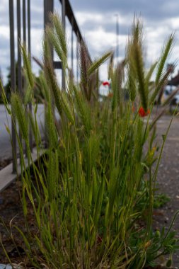 Vahşi arpa otları, şehir kaldırımlarındaki çatlakların arasında endüstriyel bir yapının yanında bulutlu bir arka planda yetişir. Esnek yabani otlar doğanın şehir alanlarını geri kazandığını gösteriyor