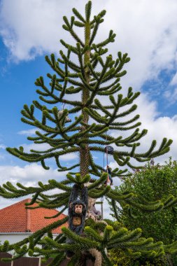Norwich, İngiltere 'de mavi gökyüzüne karşı kendine özgü dikenli dalları olan maymun yapboz ağacı. Araucaria araucana kozalaklı kozalaklı, karakteristik simetrik desen ve eşsiz yapraklar sergiliyor.