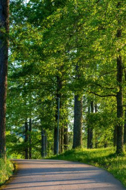 Ağaçlarla kaplı, yemyeşil gölgelikli ve benekli güneş ışığıyla kaplı bir köy yolu. Olgun ağaçlarla çevrili kırsal yol doğal bir tünel etkisi yaratıyor.