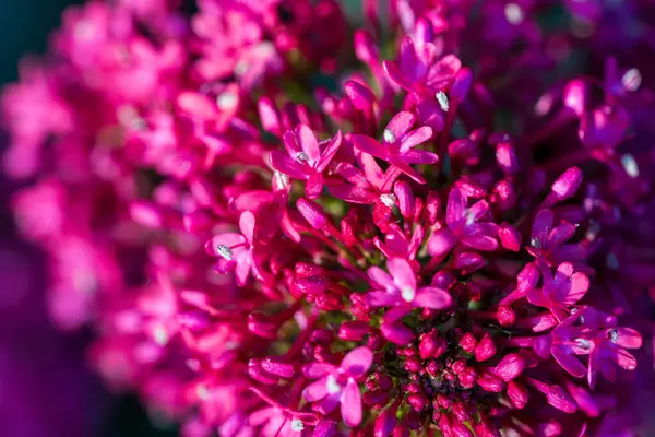 Küçük çiçekleri olan parlak pembe bir çiçek kümesi çarpıcı bir makro fotoğraf görüntüsü yaratır. Canlı morumsu yapraklar, güzel bir bokeh arka planına sahip yoğun bir çiçek düzeneği oluşturur.
