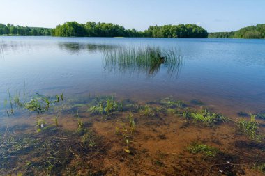 Tranquil lake shore with transparent water showing underwater plants and sand. Scenic summer landscape with forested islands and a blue sky background