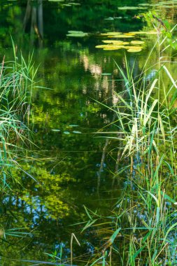 Serene lake with lily pads surrounded by cattails and reflecting trees overhead. Natural pond ecosystem with aquatic vegetation and a peaceful atmosphere