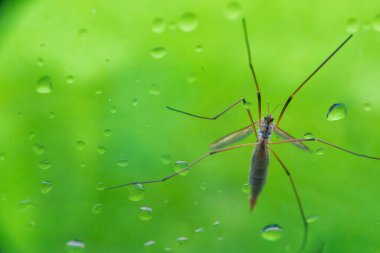 Pencere camında su damlacıklarıyla kaplı uzun bacaklı turna sineği şahin böceği. Uzun bacaklı babacığın makro yakın çekimi ıslak pencere camında ayrıntılı anatomi ve yağmur damlalarını gösteriyor