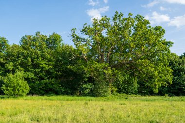 Güneşli kırsal bir çayır tarlasında dalları olan güzel olgun bir meşe ağacı. Büyük bir yaprak döken ağaç, yemyeşil yapraklar, altın çimenler, mavi bir gökyüzü ve sık bir orman arka planından oluşan doğal manzara..