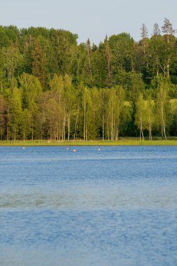 Yaz mevsiminde huş ağacı ve kozalaklı ağaçlarla dolu sık orman zeminli sakin göl suyu. Güzel doğal manzara, el değmemiş mavi su, canlı yeşil orman ve manzaralı kırsal manzara.
