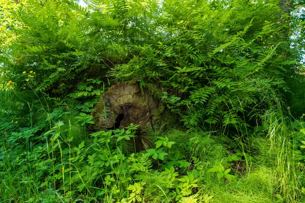 Ağaçlık alanda yemyeşil eğreltiotları ve vahşi orman bitkileriyle kaplı yaşlı ağaç kütüğü. Antik çürüyen ağaç gövdesi, sık yapraklar, yosunlar ve bitkilerle kaplı doğal yaz ortamında.