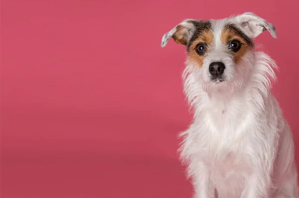 Adorable white dog looking forward while sitting on pink background. Copy Space.