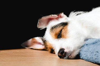 cute macro shot of sleeping jack russell dog face. selective focus. copy space.