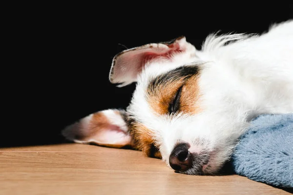 cute macro shot of sleeping jack russell dog face. selective focus. copy space.