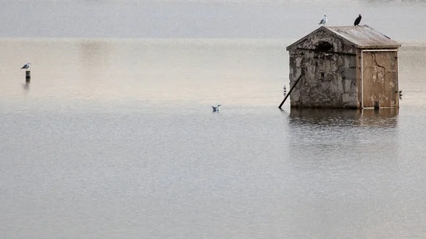 full frame shot of a swamp with sea gulls perching on a partially sunken house