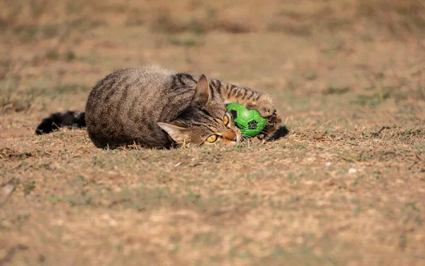 Gato Tabby Suelo Abrazando Una Pelota Juguete Verde — Foto de Stock