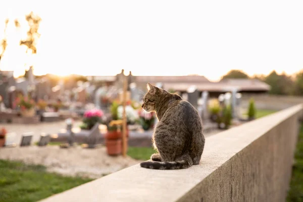 Tabby Kat Zitten Begraafplaats Grens Muur Tegen Zonsondergang — Stockfoto