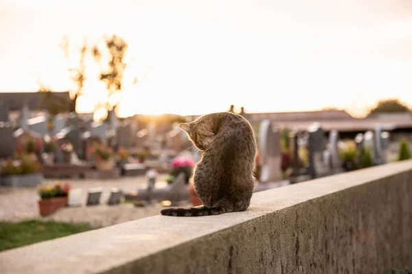 Tabby Γάτα Τον Εαυτό Της Καθαρισμό Στο Νεκροταφείο Όριο Τοίχο — Φωτογραφία Αρχείου