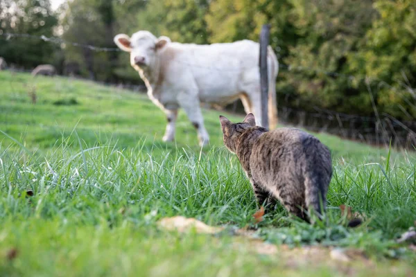 タビー猫が牧草地で白い牛をストーキング — ストック写真