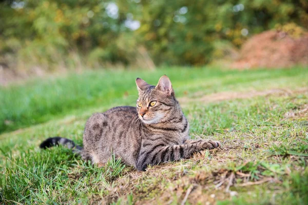 Tabby Kočka Ležící Rozhlížející Kolem Sebe Zeleném Pozadí — Stock fotografie