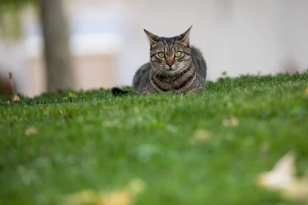 Tabby Cat Ležící Trávě Hledá — Stock fotografie