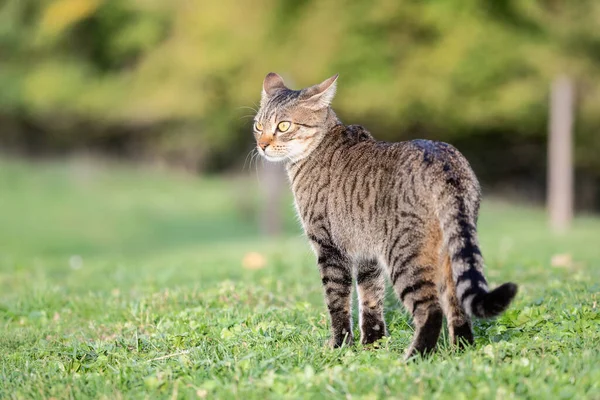 Tabby Γάτα Στο Φυσικό Περιβάλλον Κοιτάζοντας Γύρω — Φωτογραφία Αρχείου