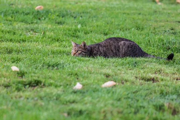 Tabby Kočka Krčí Nízko Louce Připraven Útoku — Stock fotografie