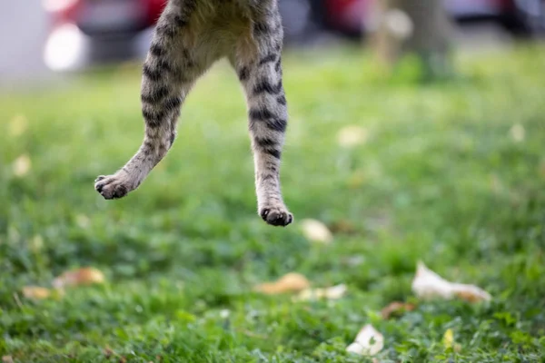 Tekir Kedinin Arka Ayaklarının Zıpladığı Komik Bir Resim — Stok fotoğraf