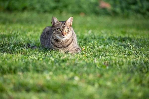 Full Frame Shot Tabby Cat Grassy Background — Stock fotografie
