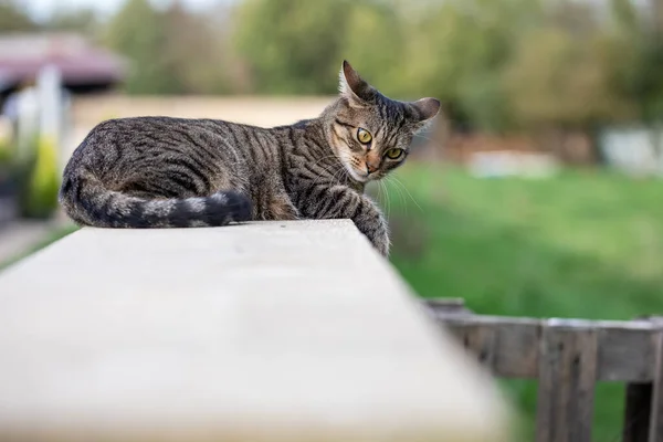 Gato Tabby Relajante Juguetonamente Una Pared Baja — Foto de Stock