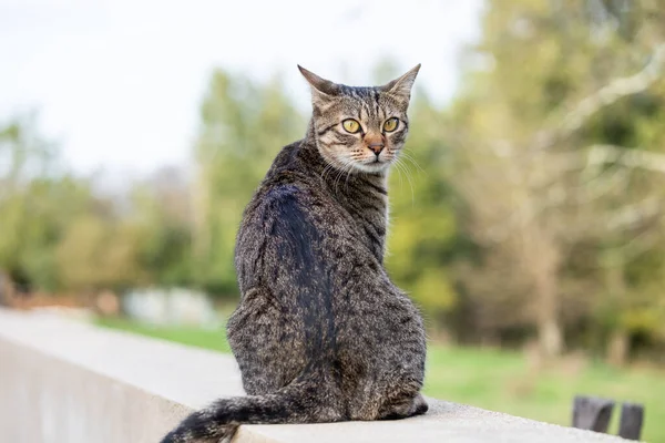 Tabby Cat Rilassante Sole Sulla Parete Bassa Guardando Indietro — Foto Stock