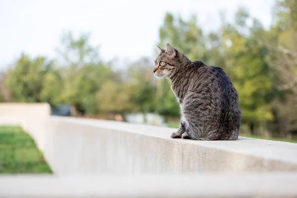 Gato Tabby Sentado Pared Baja Mirando Alrededor —  Fotos de Stock