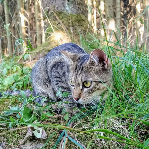 自然环境中躲藏在草丛中的小猫的特写 — 图库照片
