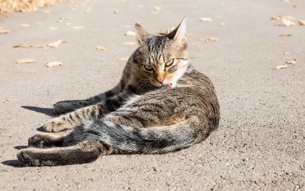 Tabby Katt Liggande Asfalt Städa Sig Fullt Solljus — Stockfoto