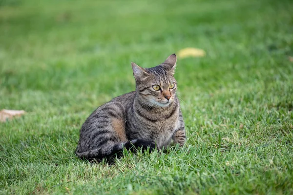 고양이의 프레임 — 스톡 사진