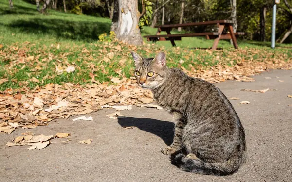 Gato Tabby Sentado Asfalto Soleado Contra Vegetación Parque —  Fotos de Stock