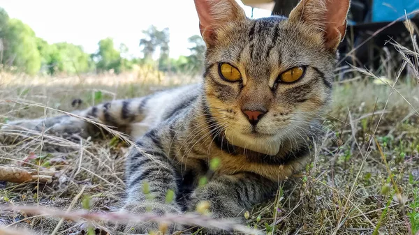 Nahaufnahme Einer Gestromten Katze Auf Grasbewachsener Wiese — Stockfoto