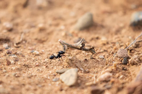 黑蚂蚁的特写镜头 它带着一大块木头 — 图库照片