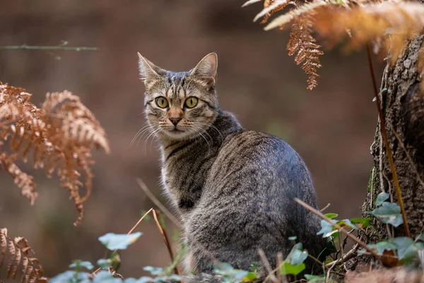 秋天色彩斑斓的林地里的胖胖的猫的肖像画 — 图库照片