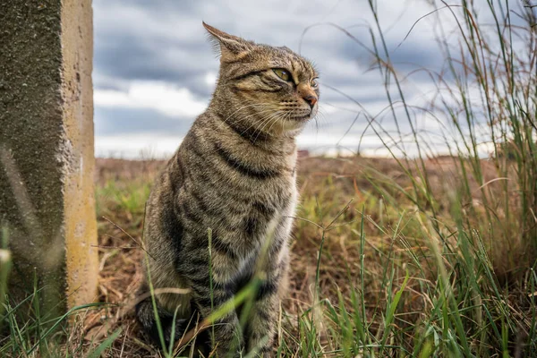 Κοντινό Πλάνο Της Γκρινιάρας Γάτας Αγροτικό Πεδίο — Φωτογραφία Αρχείου