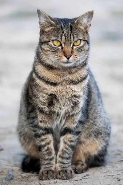 Πλήρης Πλαίσιο Πορτρέτο Μιας Όμορφης Γάτας Tabby — Φωτογραφία Αρχείου